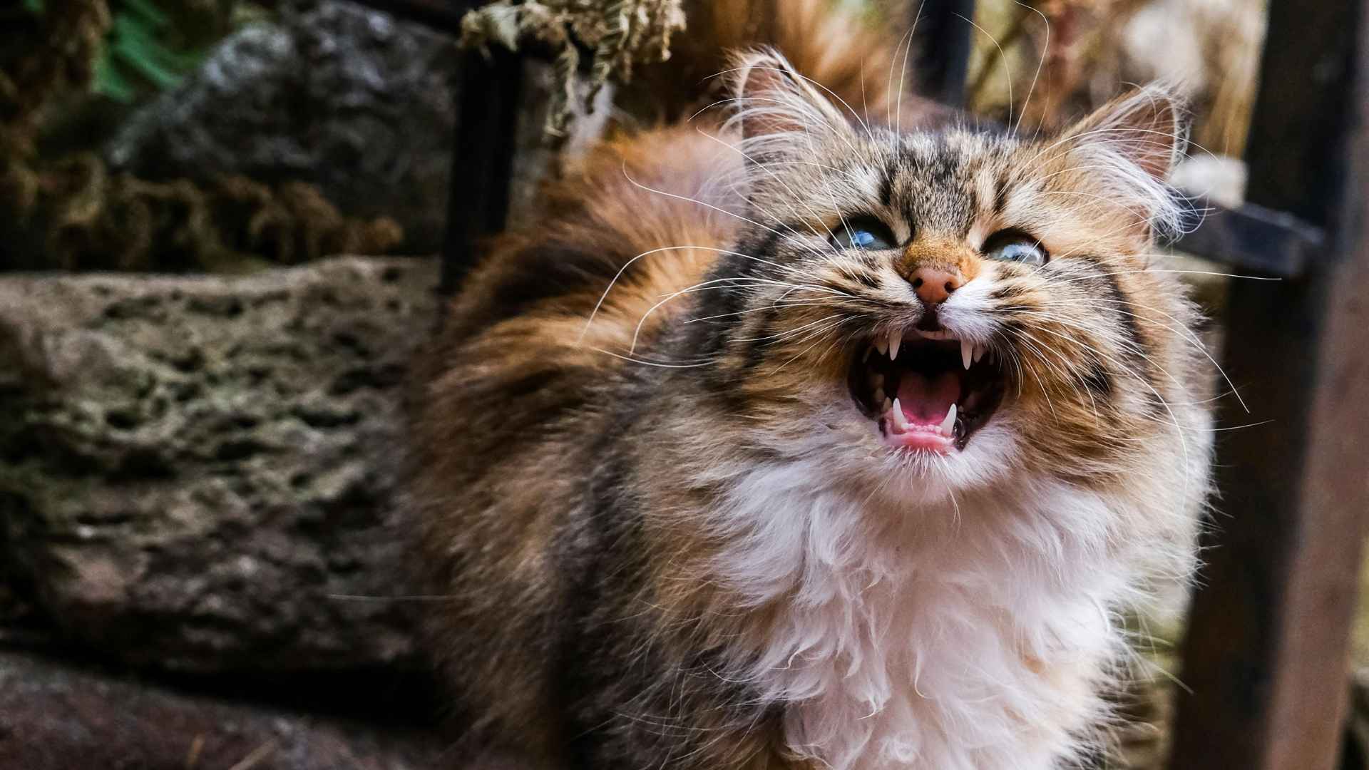 gato maullando